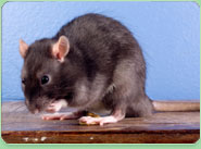 rat control Ilfracombe