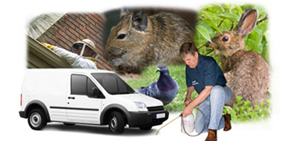 Ilfracombe local van